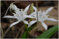 Pancratium triflorum